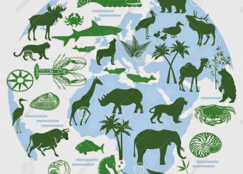 Hệ sinh thái gồm rất nhiều loài sinh vật khác nhau