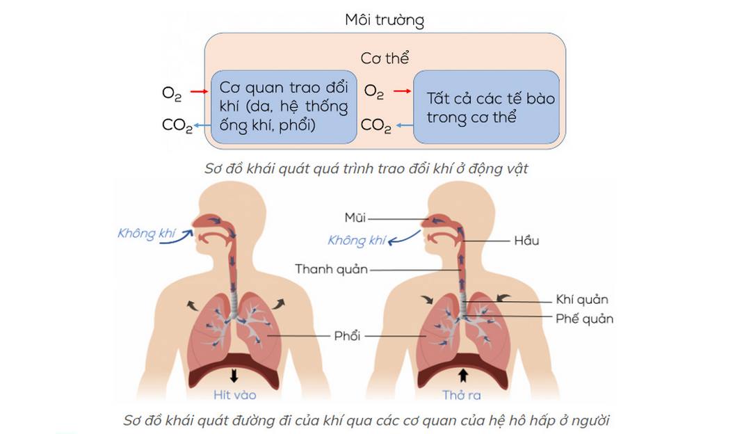 Hệ thống các bộ phận hô hấp của cơ thể người