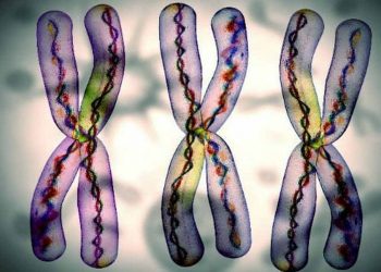 Sự phong phú và đa dạng của nhiễm sắc thể