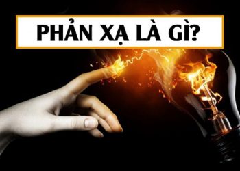 Định nghĩa về phản xạ
