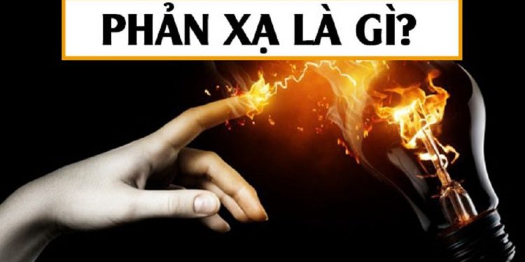 Định nghĩa về phản xạ