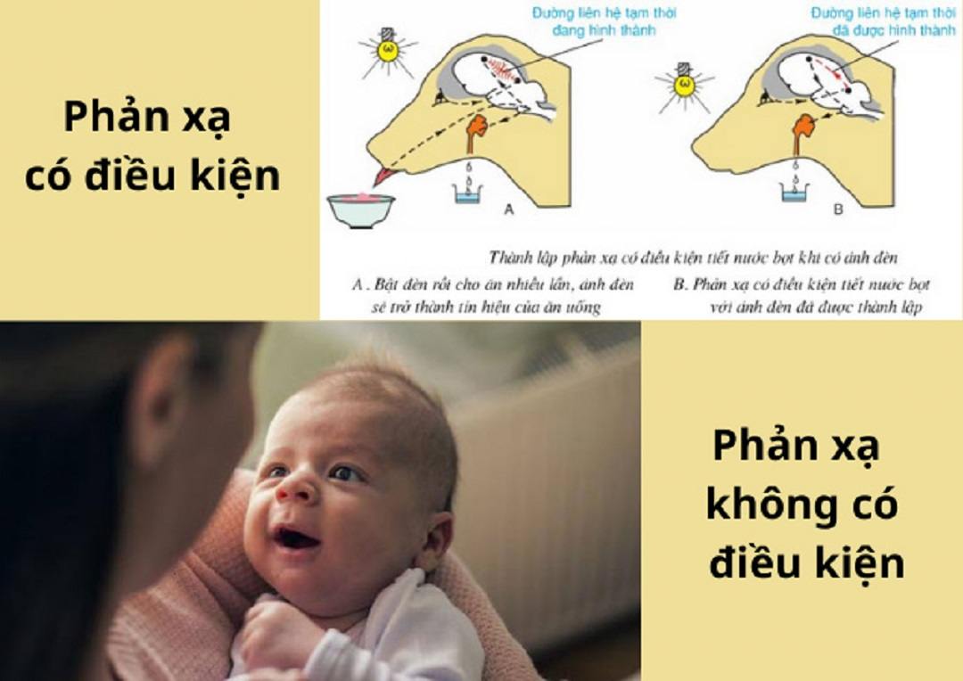 Các loại phản xạ thường gặp