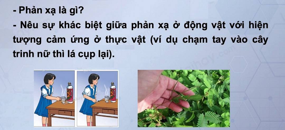 Sự khác nhau giữa phản ứng của động vật và thực vật 