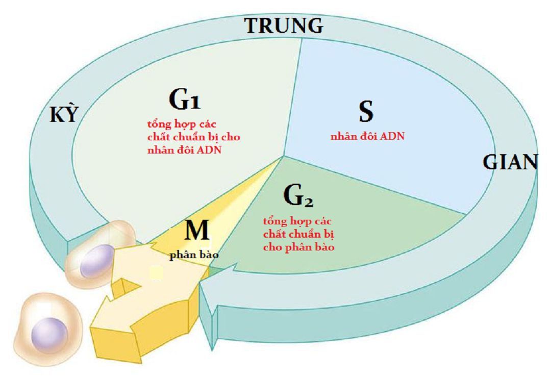 Quá trình nhân đôi ADN bắt đầu từ pha S