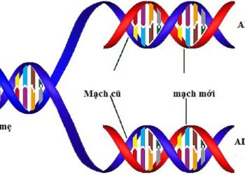 Kết quả thu được sau quá trình nhân đôi của ADN