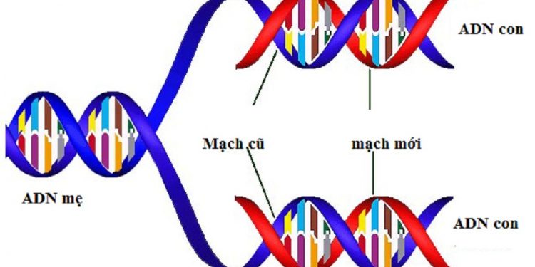 Kết quả thu được sau quá trình nhân đôi của ADN
