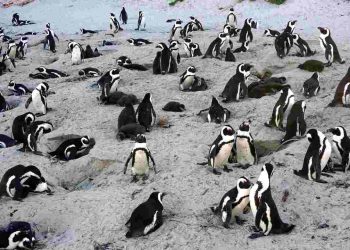 Giải thích khái niệm quần thể là gì?