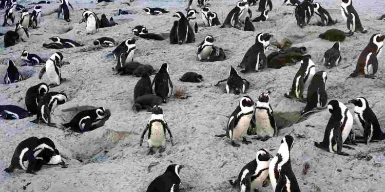 Giải thích khái niệm quần thể là gì?