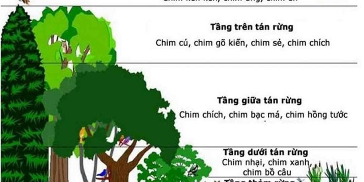 Tập hợp các quần thể sinh vật khác nhau được gọi là quần xã