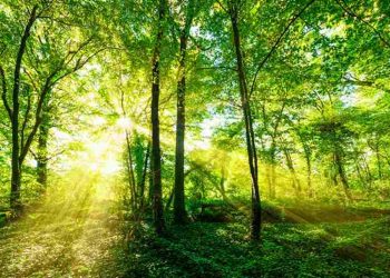 Định nghĩa về quá trình quang hợp là gì?