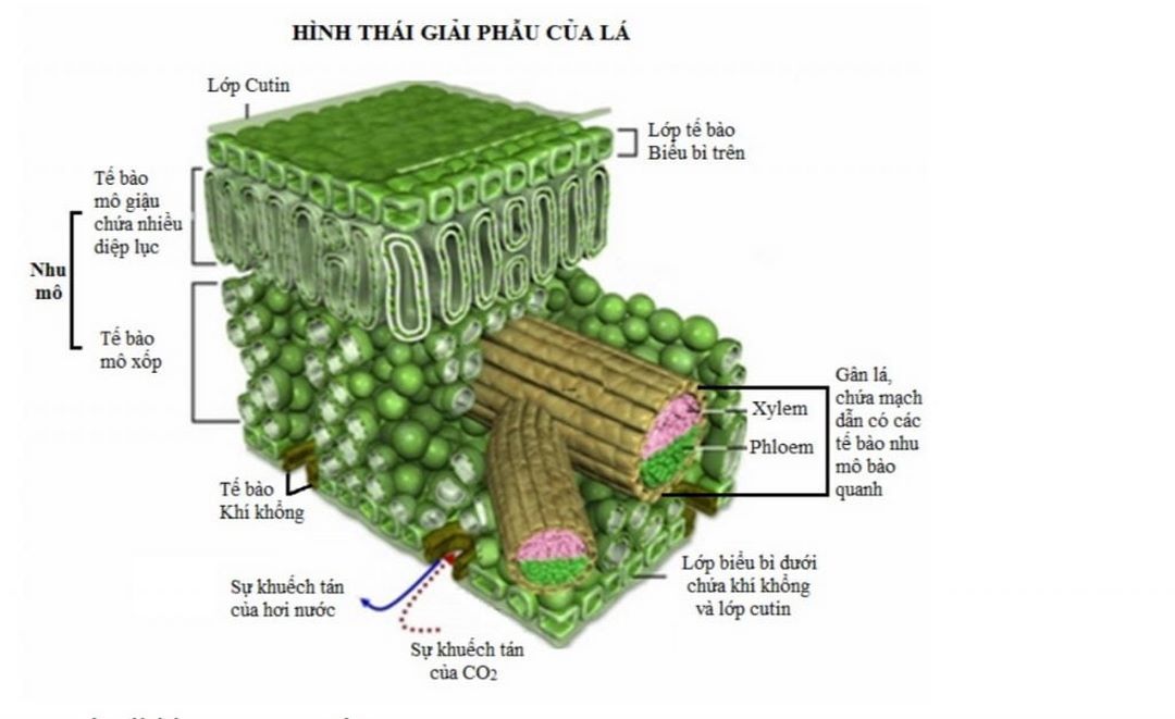 Đặc điểm của lá có ảnh hưởng gì đến quang hợp?