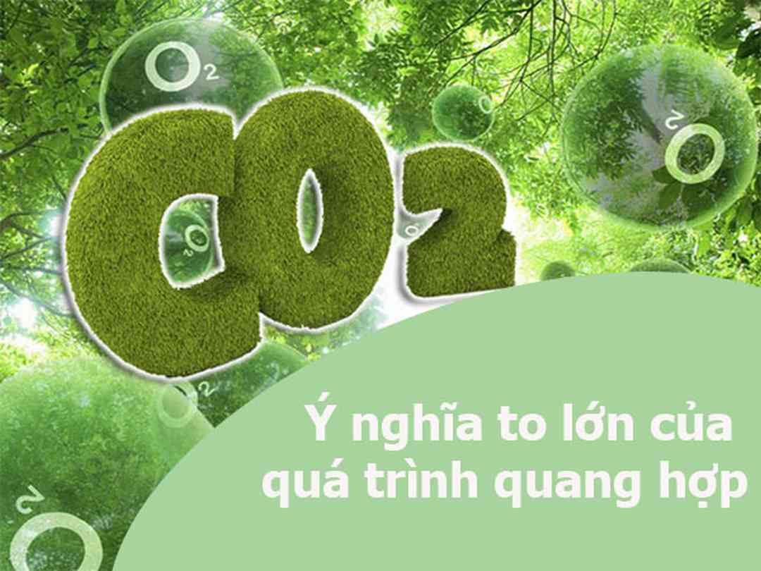 Sự quan trọng trong quá trình quang hợp là gì?