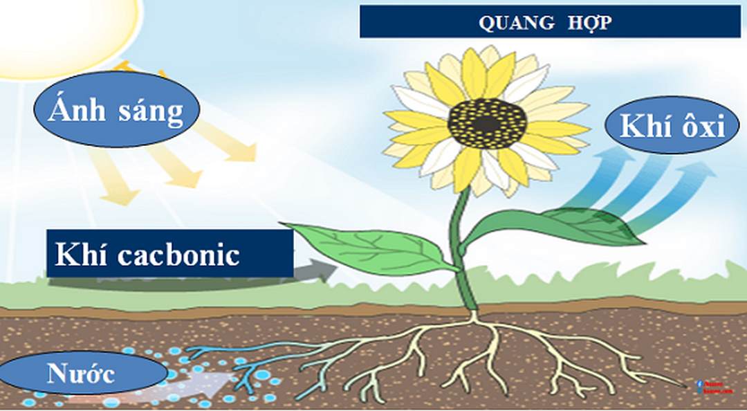 Thành phần không thể thiếu trong quá trình quang hợp