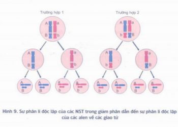 Tìm hiểu khái niệm về quy luật phân li độc lập