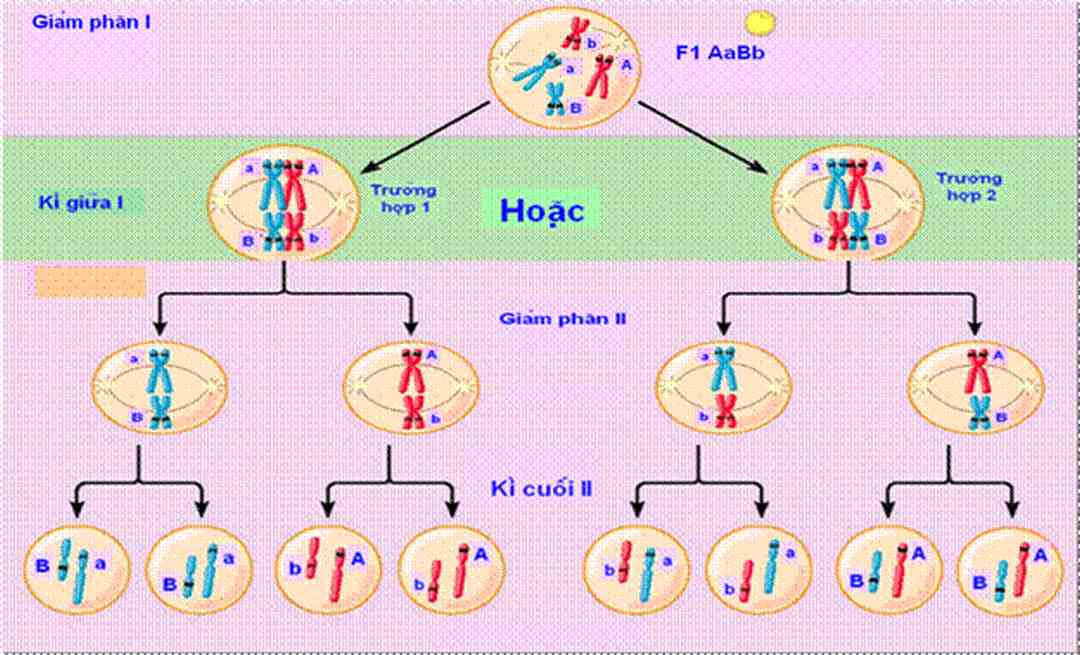 Cho tiết những điều kiện cho sự hình thành quy luật phân li 