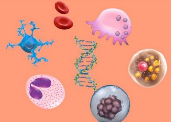 Khái niệm và đặc điểm chính của tế bào là gì?