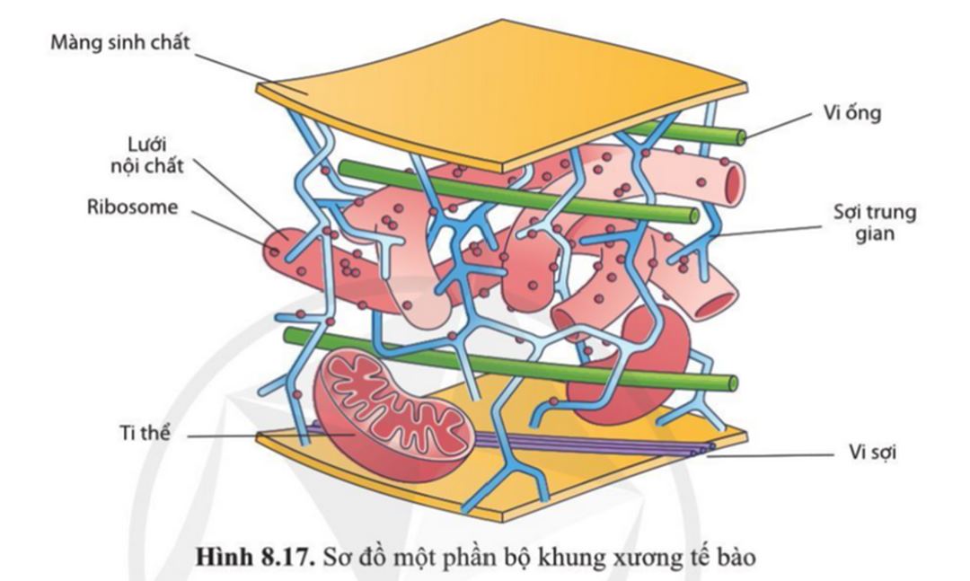 Khung xương tế bào có cấu tạo như thế nào?