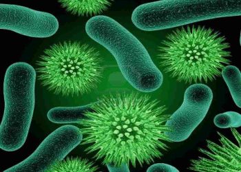 Vi sinh là những loài sinh vật đơn bào, đa bào nhân sơ hoặc nhân thực