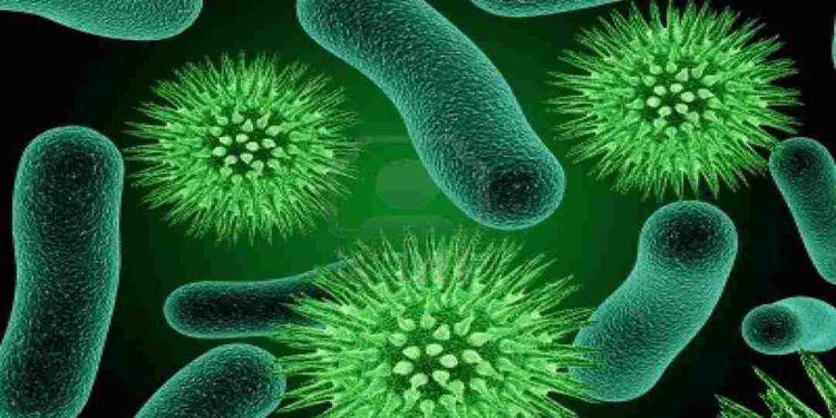 Vi sinh là những loài sinh vật đơn bào, đa bào nhân sơ hoặc nhân thực