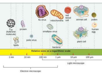Vi sinh vật có kích thước vô cùng nhỏ và hầu hết chỉ quan sát được trên kính hiển vi