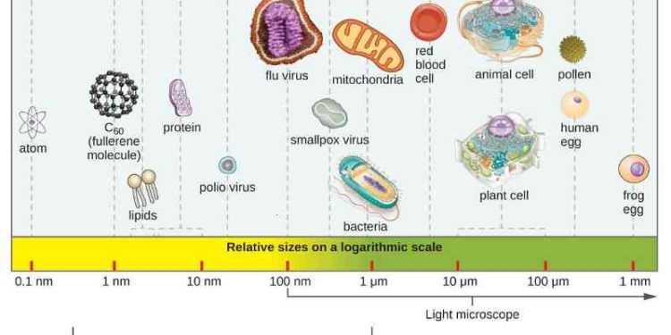 Vi sinh vật có kích thước vô cùng nhỏ và hầu hết chỉ quan sát được trên kính hiển vi