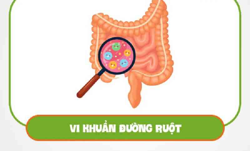 Vi khuẩn đường ruột giúp cho hệ tiêu hóa luôn khỏe mạnh