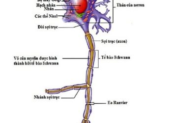 Cấu tạo và chức năng của noron