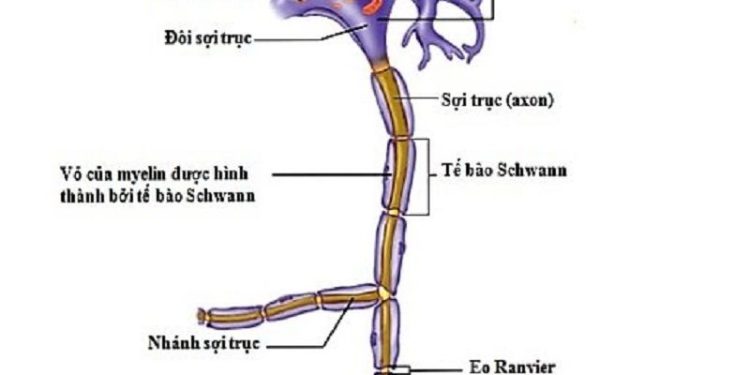 Cấu tạo và chức năng của noron