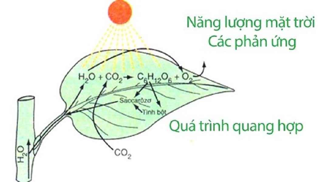 Phản ứng oxi hóa khử là gì