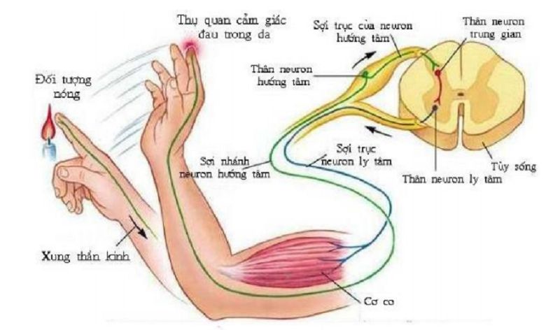 Phản xạ là gì? Lấy ví dụ về phản xạ.