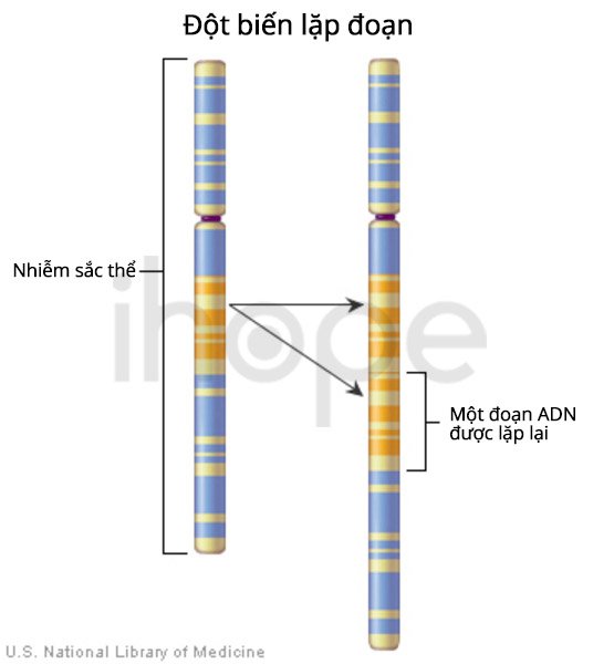 Đột biến lặp đoạn