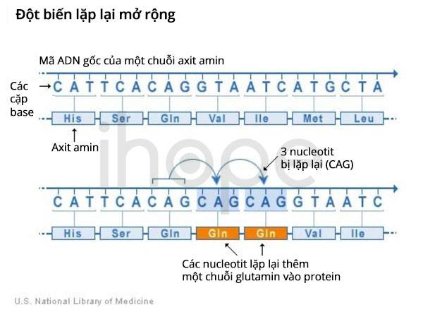 Đột biến lặp lại mở rộng