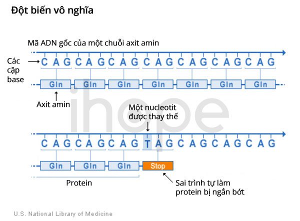 Đột biến vô nghĩa