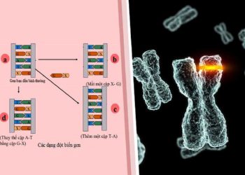 Nguyên nhân gây đột biến gen