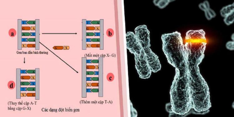 Nguyên nhân gây đột biến gen