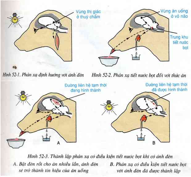 Phân Biệt Phản Xạ Có Điều Kiện Và Phản Xạ Không Điều Kiện