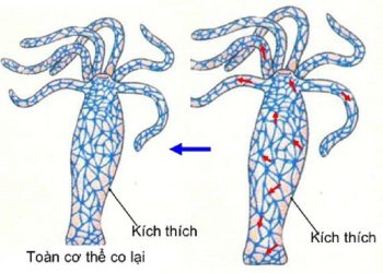 Phản xạ ở động vật