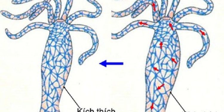 Phản xạ ở động vật