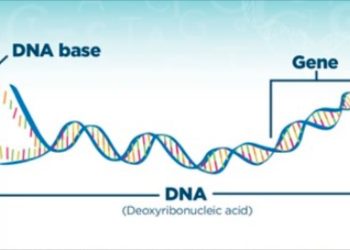Tìm hiểu về các biểu đồ gen của con người