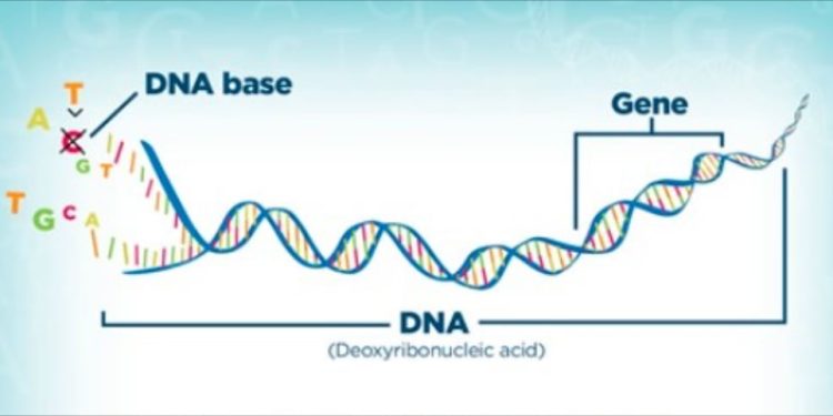 Tìm hiểu về các biểu đồ gen của con người