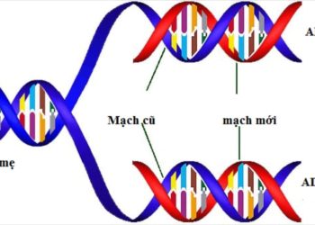 Giới thiệu về ADN và các yếu tố cần thiết để nhân đôi