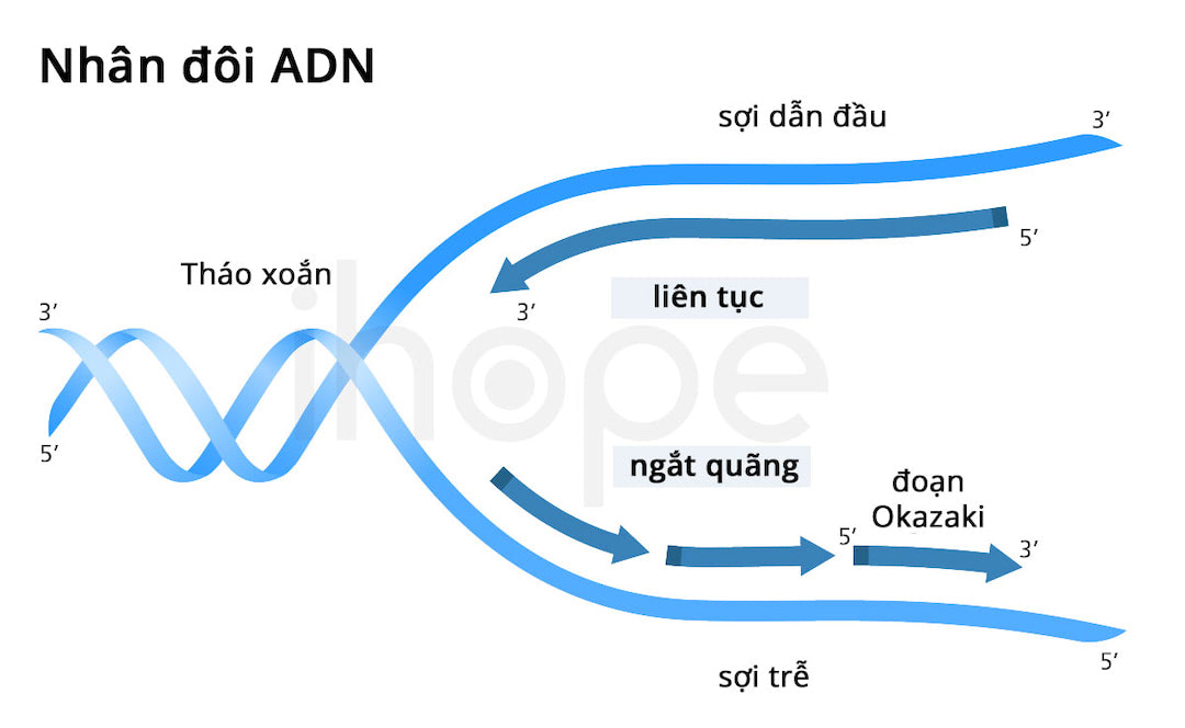 Những rủi ro có thể xảy ra khi nhân đôi ADN