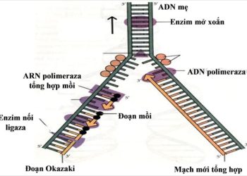 Các yếu tố ảnh hưởng đến quá trình nhân đôi ADN