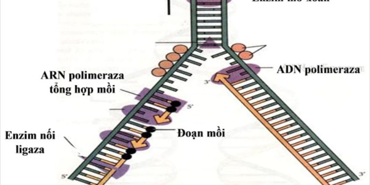 Các yếu tố ảnh hưởng đến quá trình nhân đôi ADN