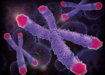 Cấu trúc của nhiễm sắc thể