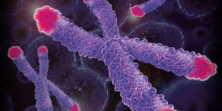 Cấu trúc của nhiễm sắc thể