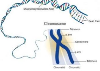 Giới thiệu về nhiễm Sắc Thể: Định Nghĩa, Các Loại và Cách Phân Biệt