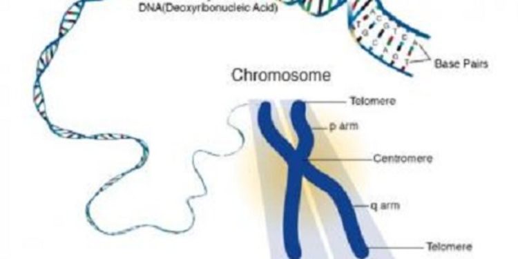 Giới thiệu về nhiễm Sắc Thể: Định Nghĩa, Các Loại và Cách Phân Biệt