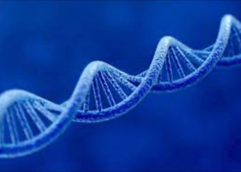 Các bước trong Quá trình biểu hiện của Gen