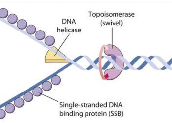 Ý nghĩa của quá trình nhân đôi ADN